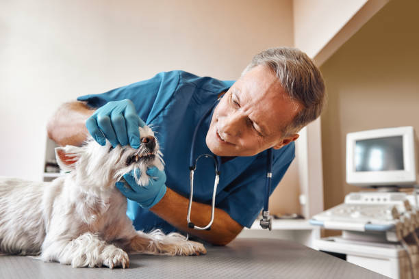 Best Emergency Care for Gum Disease in Linton Hall, VA